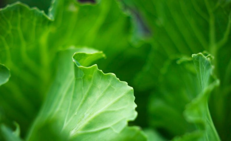 양상추 잎