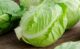 양배추, 위암 예방에 탁월한 음식 7