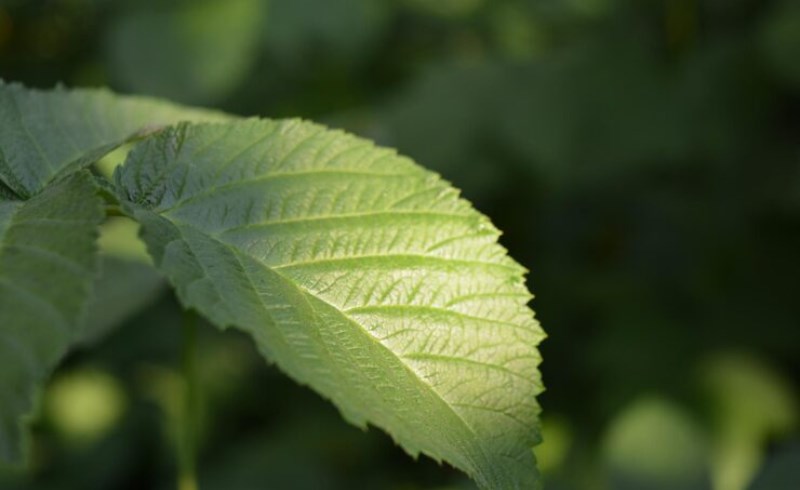건강의 신비, 산 뽕잎
