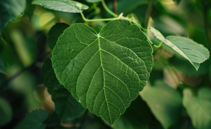 산 뽕잎의 놀라운 효능 11가지 이유 8 혈액 정화와 건강한 순환을 위한 뽕잎