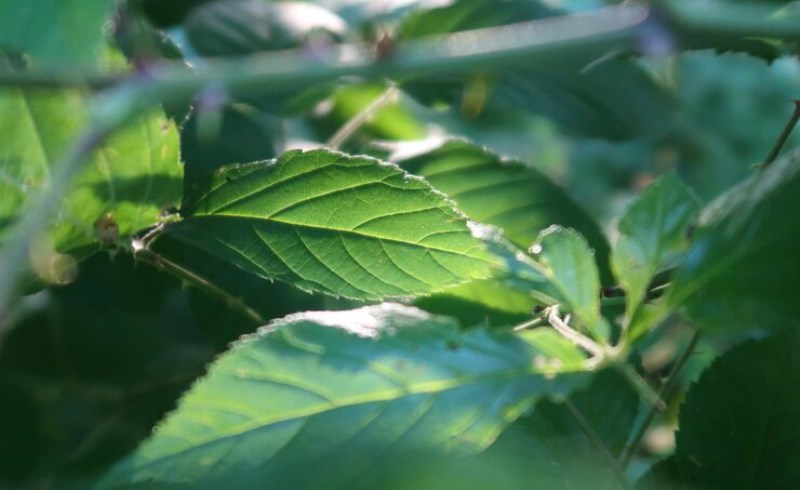 산 뽕잎의 놀라운 효능