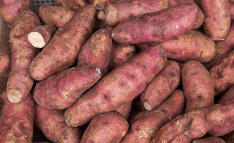 고구마 효능 3: 노화 방지 효과, 비타민 E 함유