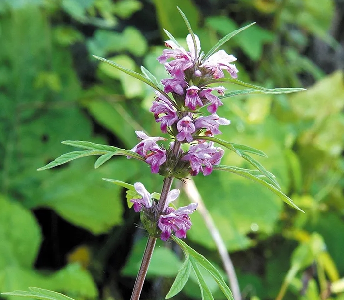 익모초(+ 여자에게 좋은 약초) 7 익모초(+ 여자에게 좋은 약초)