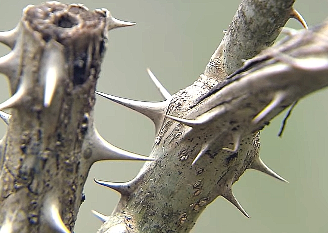 엄나무의 다양한 효능과 활용법