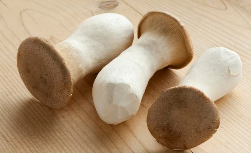 느타리버섯 효능, 효과, 부작용