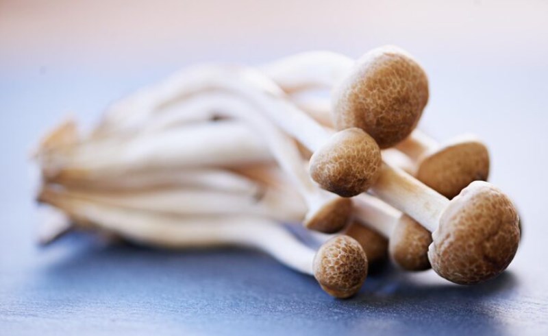 느타리버섯 효능, 효과, 부작용