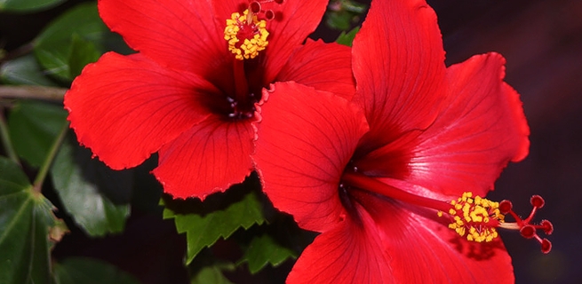 히비스커스의 잠재적인 부작용