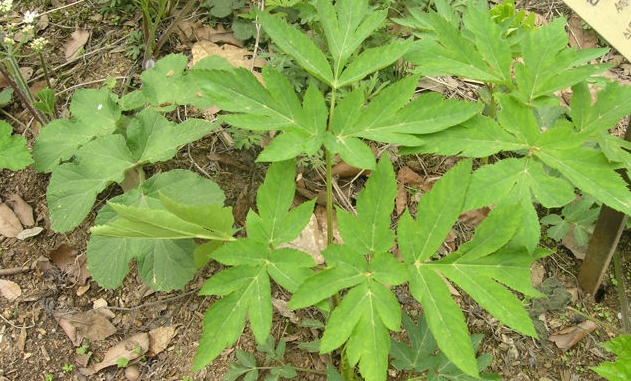 당귀의 효능 7가지와 부작용 8 당귀의 효능 7가지와 부작용 7