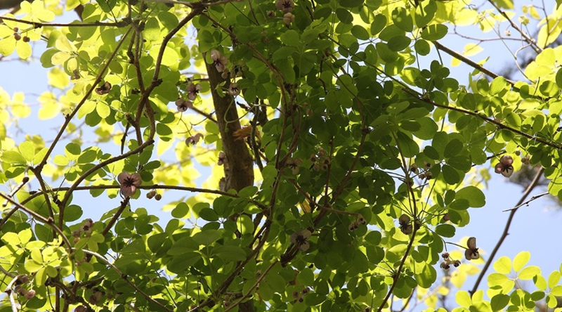 으름나무 효능과 다양한 이점