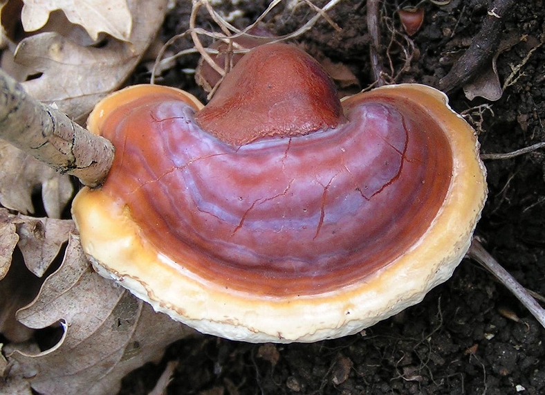 영지버섯 효능, 먹는방법, 부작용, 보관법