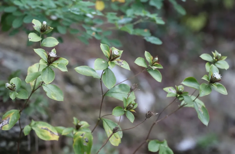 삽주의 효능과 다양한 이점