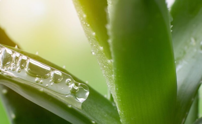 알로에베라의 비만에 미치는 영향