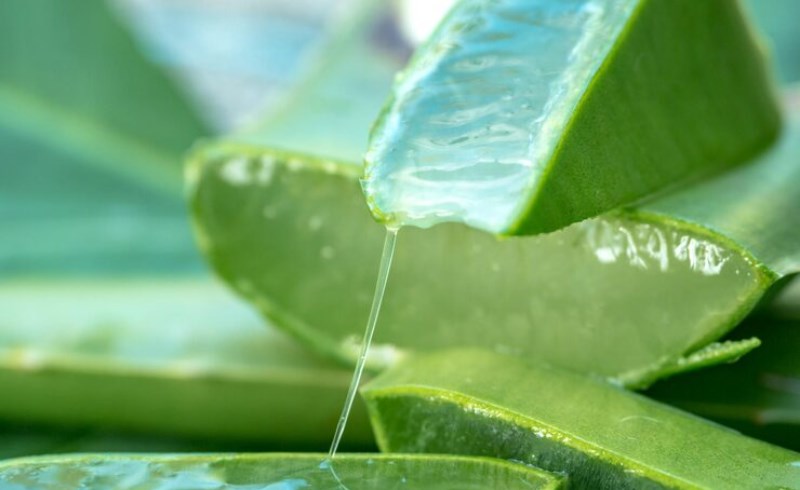 알로에 베라를 어떻게 사용해야 하나요?