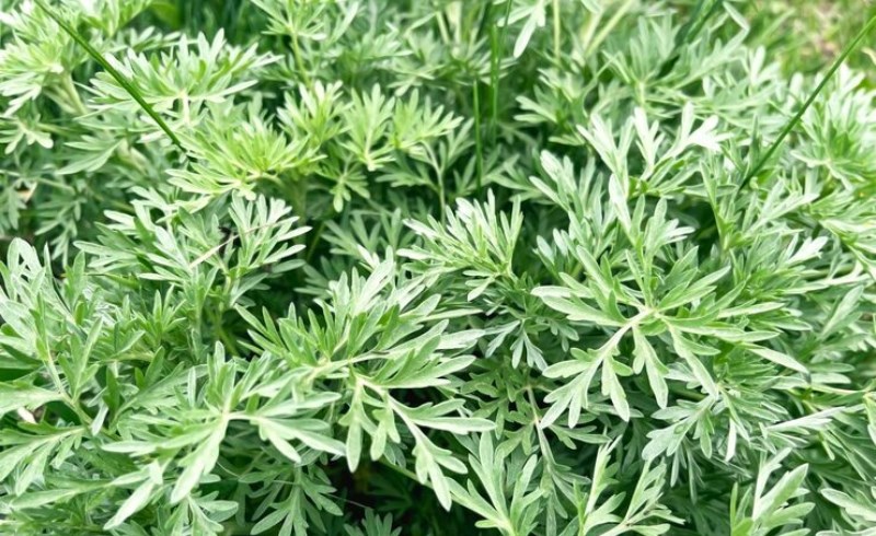 개똥쑥 효능 및 부작용, 개똥쑥 먹는 방법