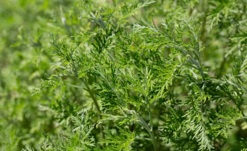 변비와 다이어트: 식이 섬유의 힘을 누려라