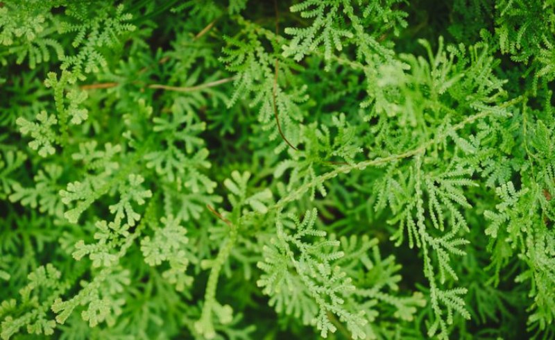 면역 강화: 비타민 A의 힘, 강력한 면역 지원