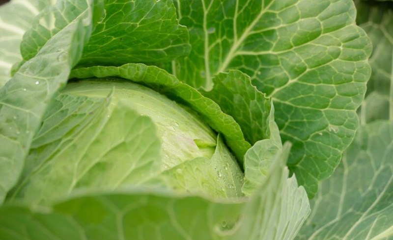 여성질환 예방과 양배추