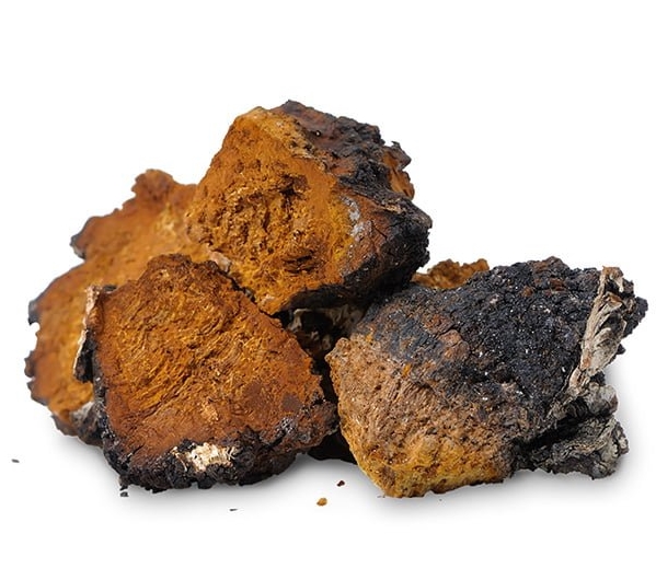 차가버섯의 적절한 복용 방법