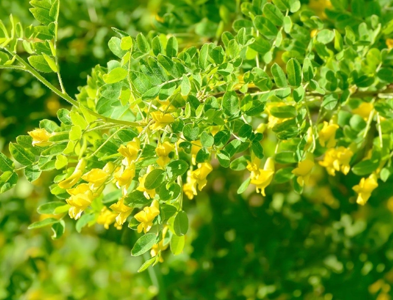 골담초 효능, 골담초 열매, 골담초 꽃말 7 골담초 효능, 골담초 열매, 골담초 꽃말