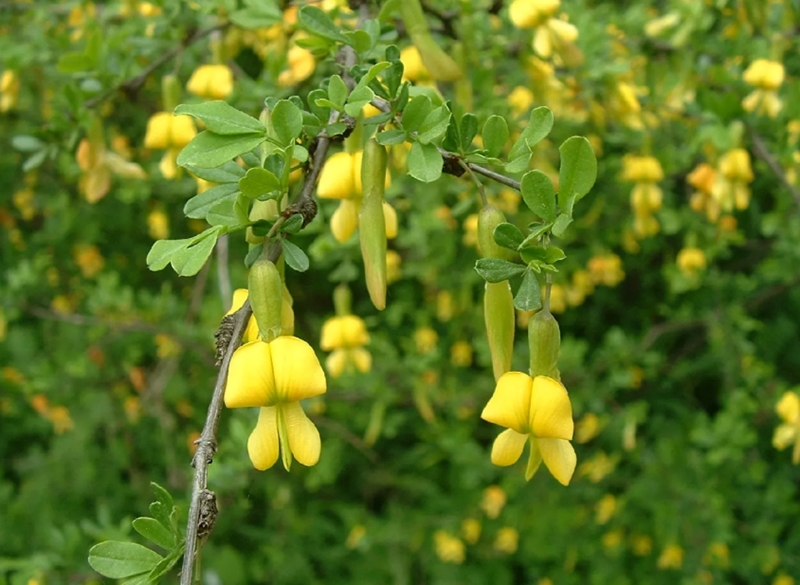 골담초 효능, 골담초 열매, 골담초 꽃말 8 골담초 꽃말: 겸손한 자세로 건강을 지키다