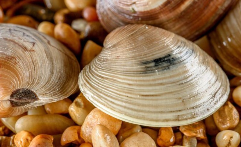 대합조개(+ 맛과 건강을 동시에 채우는 효능적인 식재료) 10 대합조개 요리