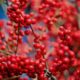 산수유 효능 및 부작용 15