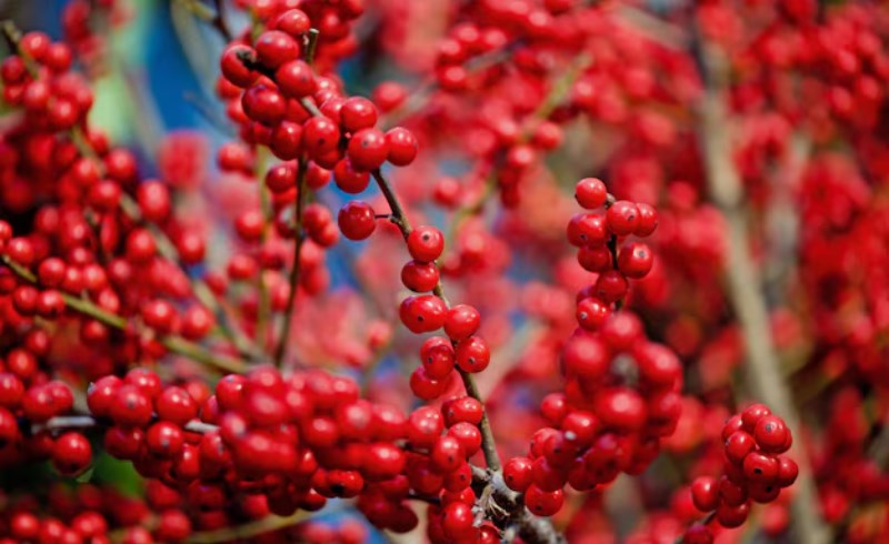 산수유 효능 및 부작용