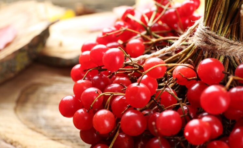 산수유 열매 고르는 법과 섭취 방법