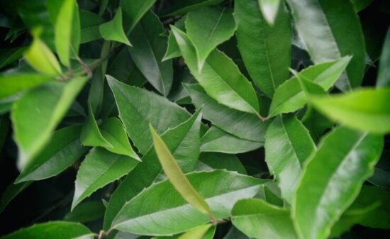 그라비올라 잎의 12가지 효능과 부작용 68