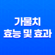 가물치 효능 및 효과 1