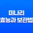 미나리의 효능과 보관법, 봄철 건강의 비밀 25
