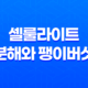 셀룰라이트 분해와 팽이버섯 17
