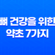 뼈 건강을 위한 약초 7가지 17