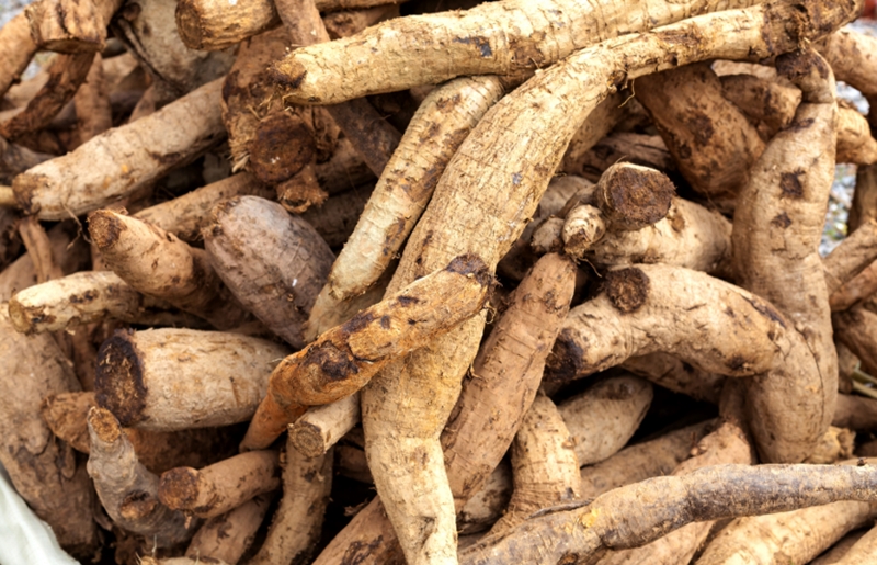 칡의 효능과 부작용, 10가지 이유로 인기 있는 건강 식품 8 칡의 섭취 방법