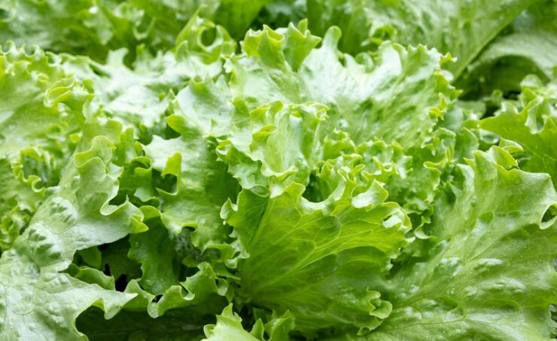 상추의 효능과 부작용을 알아보자! 7 상추의 효능과 부작용을 알아보자!