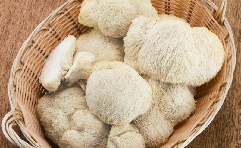 노루궁뎅이버섯