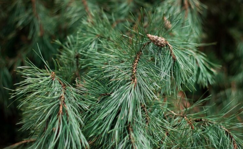 솔잎 효능과 활용법 9 솔잎 효능과 활용법 8