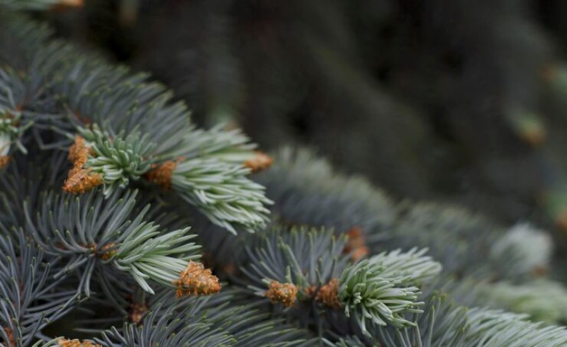 솔잎 효능과 활용법 10 솔잎 부작용 및 주의사항