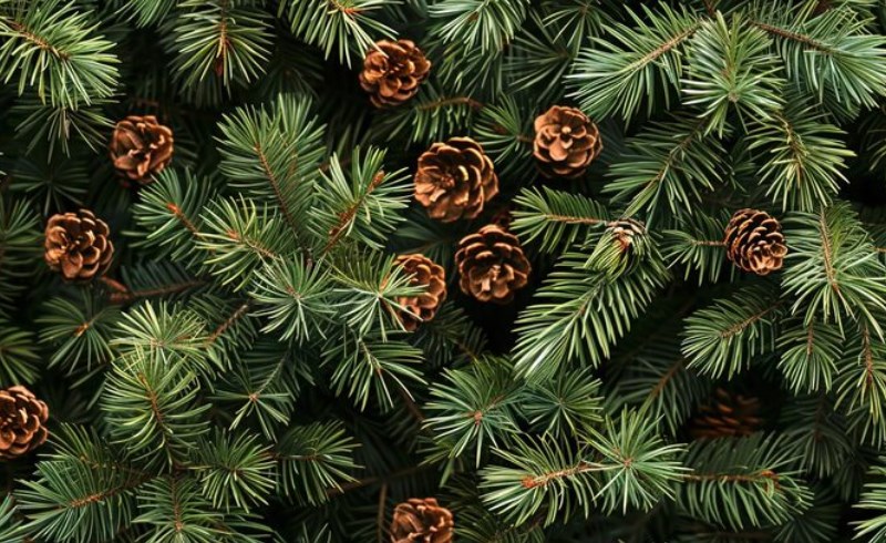 솔잎 효능과 활용법 7 솔잎 효능과 활용법