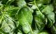 시금치 효능 및 부작용 9