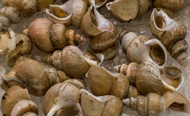 골뱅이의 놀라운 효능과 맛: 건강과 맛의 조화 7 골뱅이의 놀라운 효능과 맛