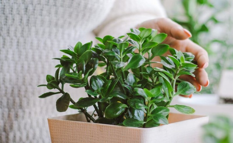 금전초 효능 및 부작용 7 금전초 효능 및 부작용