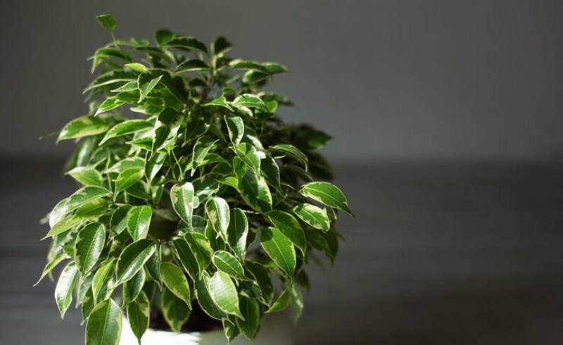 금전초 효능 및 부작용 9 금전초의 복용 방법