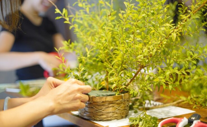 돈나무 키우기 프로그램의 주요 특징