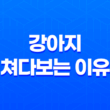 강아지가 빤히 쳐다보는 이유 11