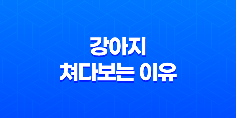 강아지가 빤히 쳐다보는 이유 8 강아지가 빤히 쳐다보는 이유 7