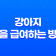 강아지에게 감을 급여하는 방법과 주의사항 65
