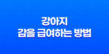 강아지에게 감을 급여하는 방법과 주의사항 57