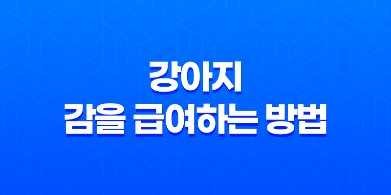 강아지에게 감을 급여하는 방법과 주의사항 7