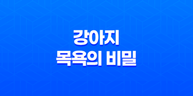 강아지 목욕의 비밀 – 주기, 이유, 주의사항 35